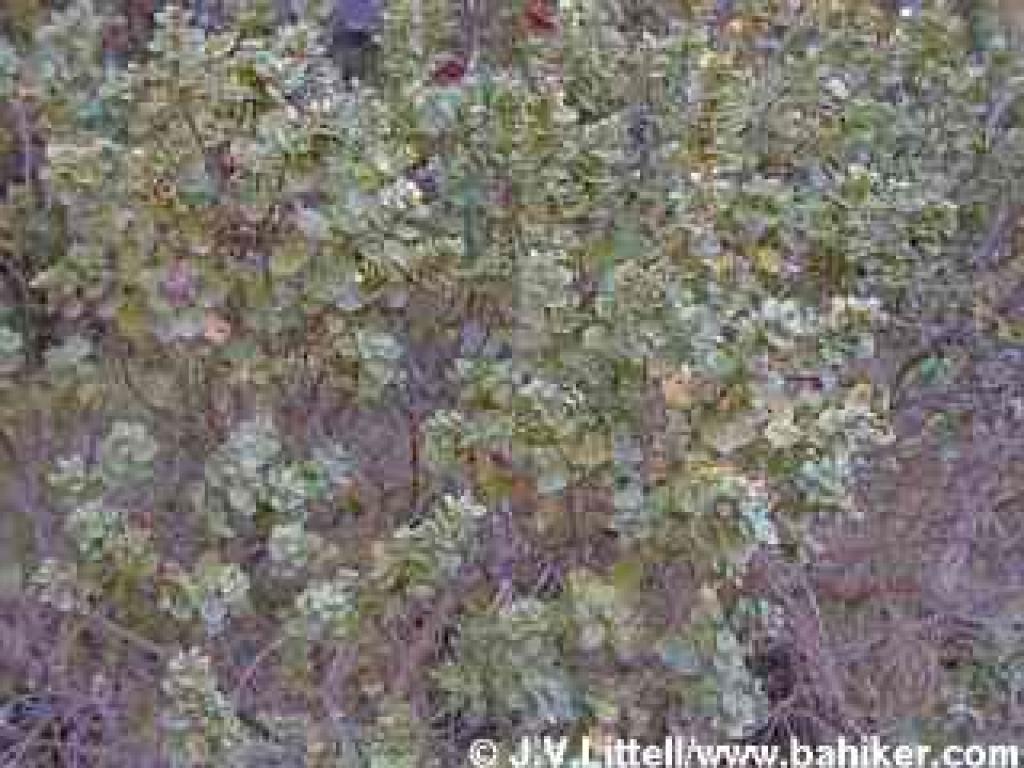 Coyote brush photo