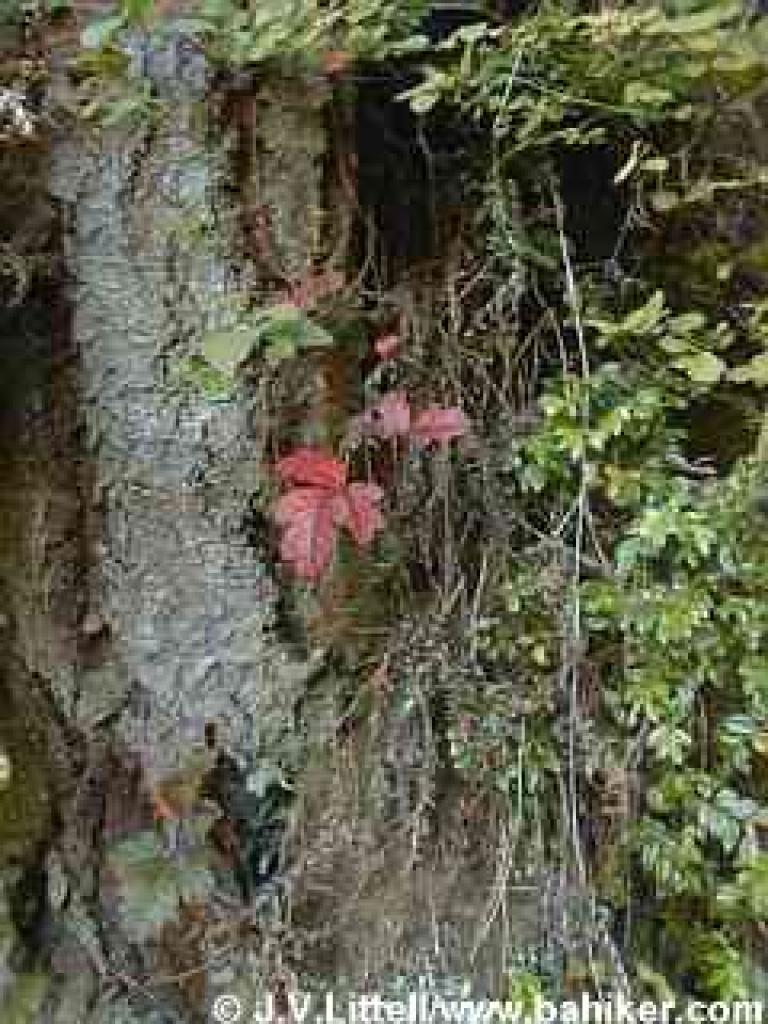 Poison oak photo