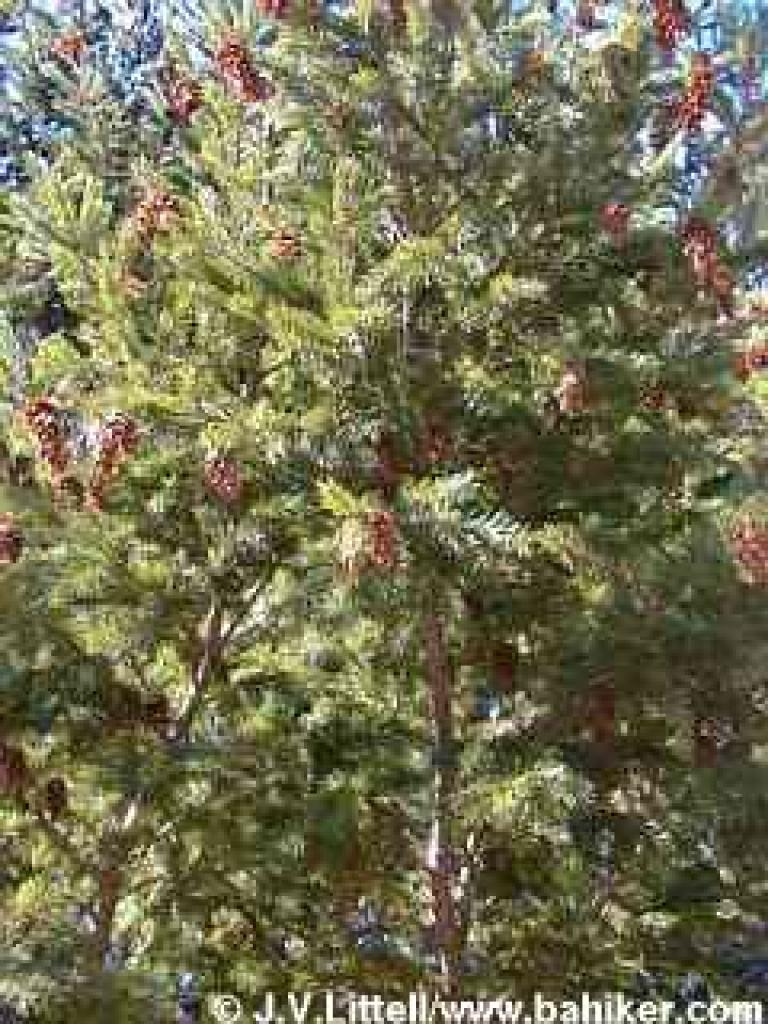 Douglas fir photo
