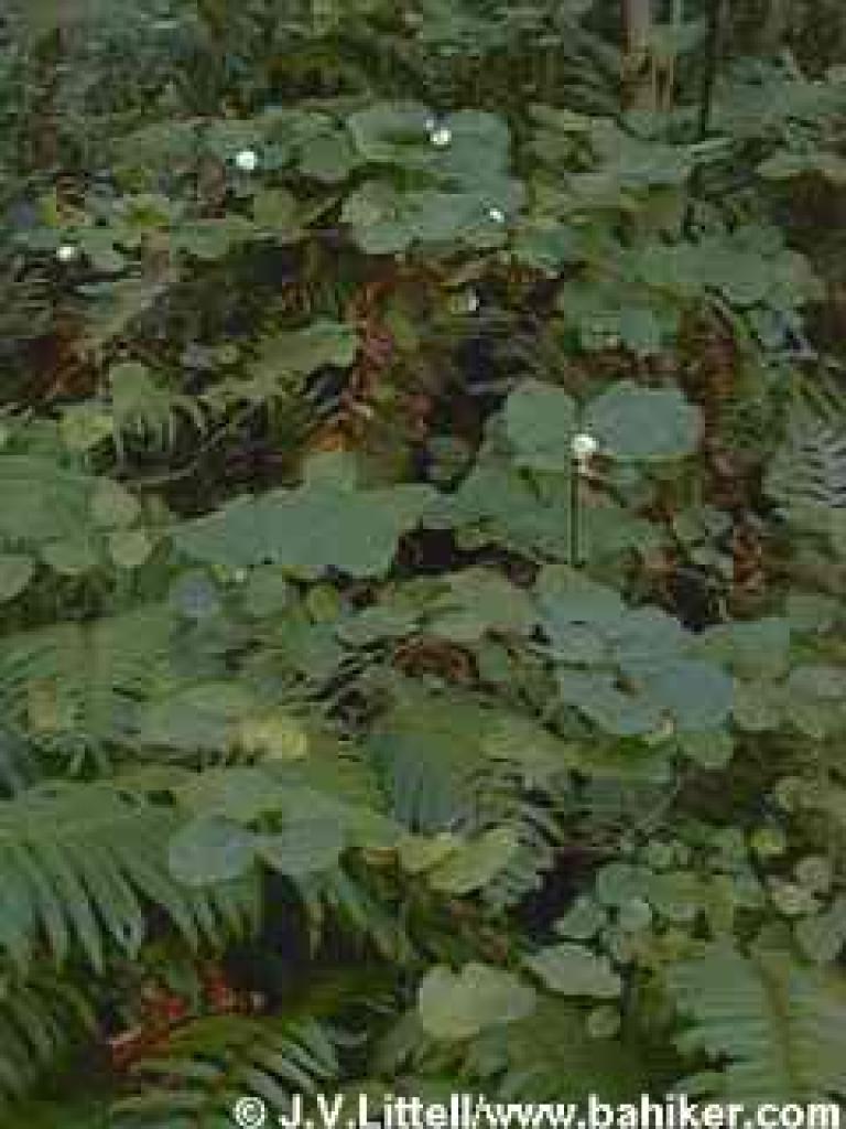 Snowberries in autumn
