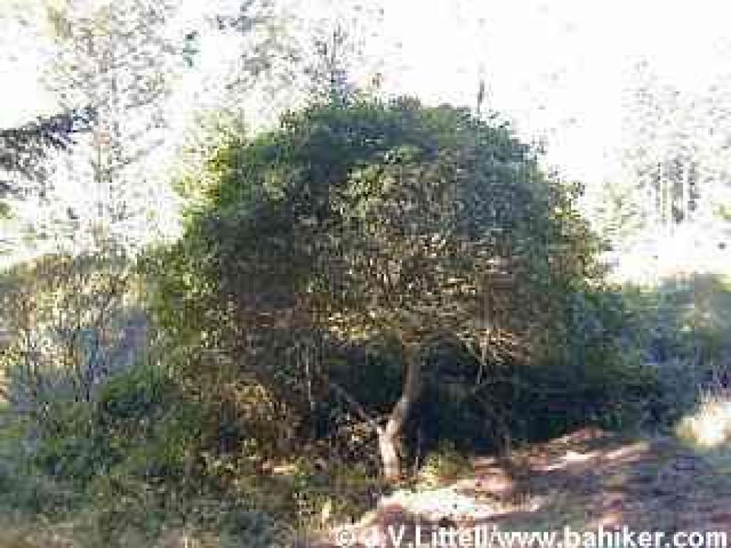 A  large coffeeberry shrub