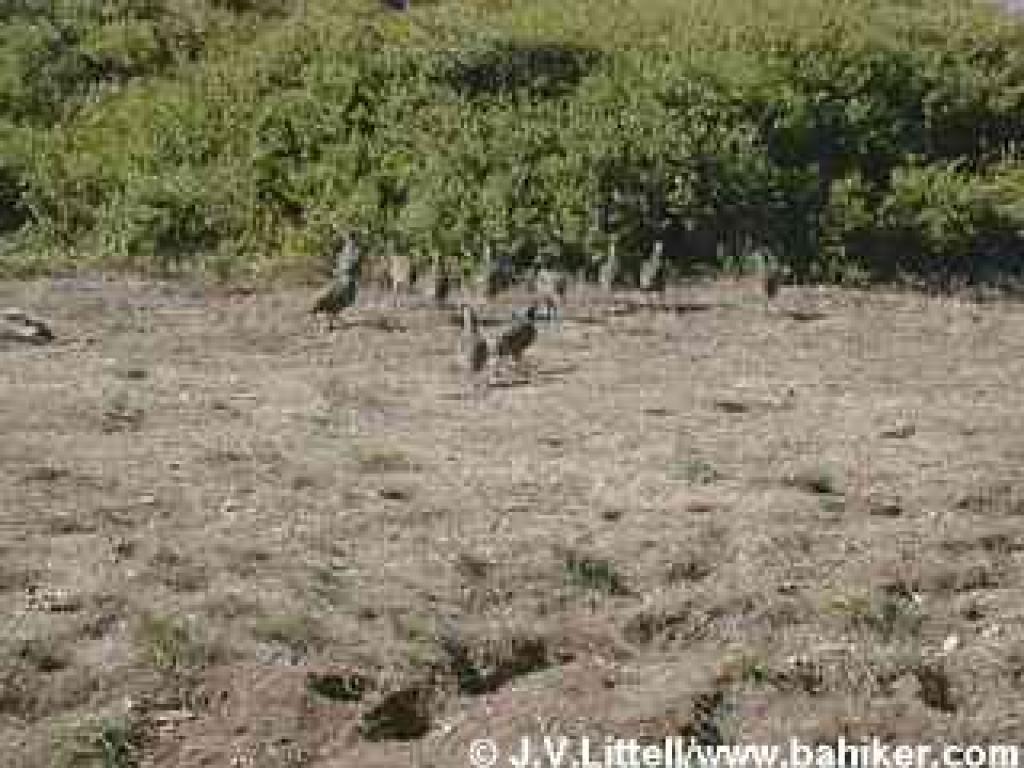 California quail