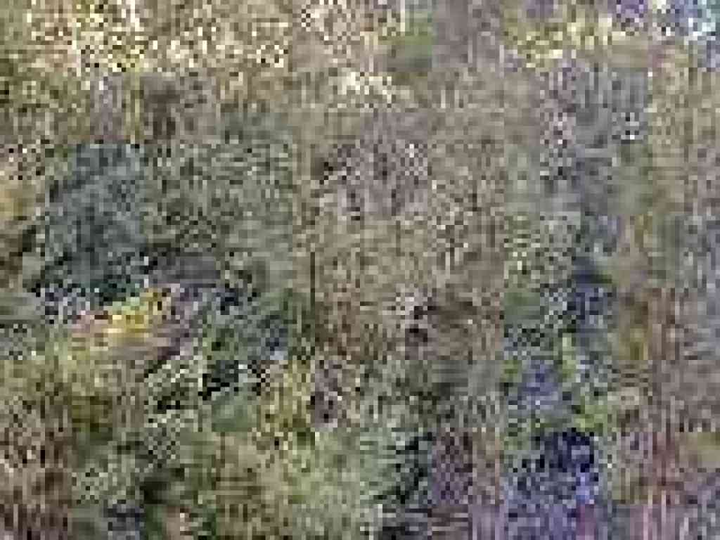 Huckleberry