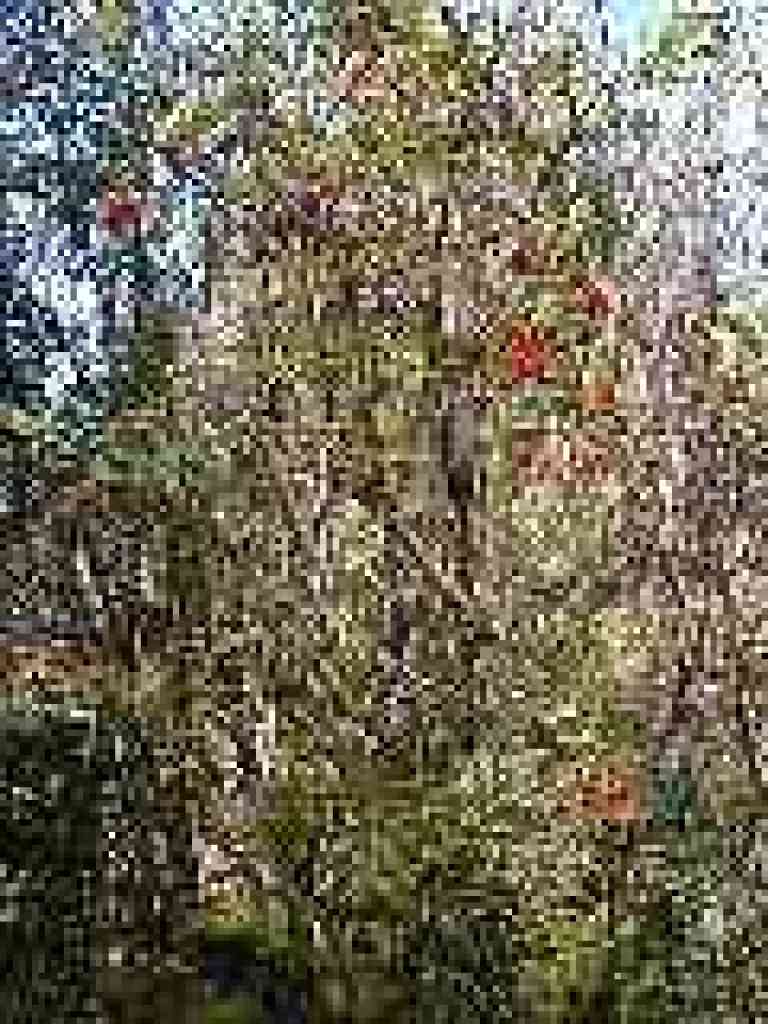 Honeysuckle