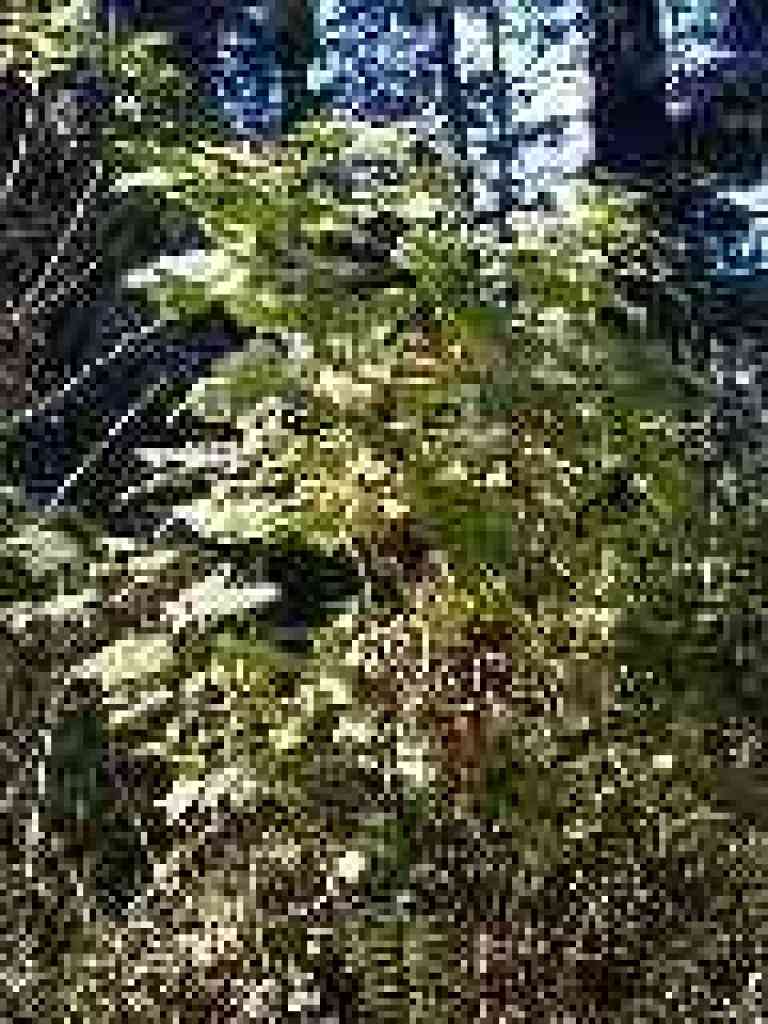 Thimbleberry