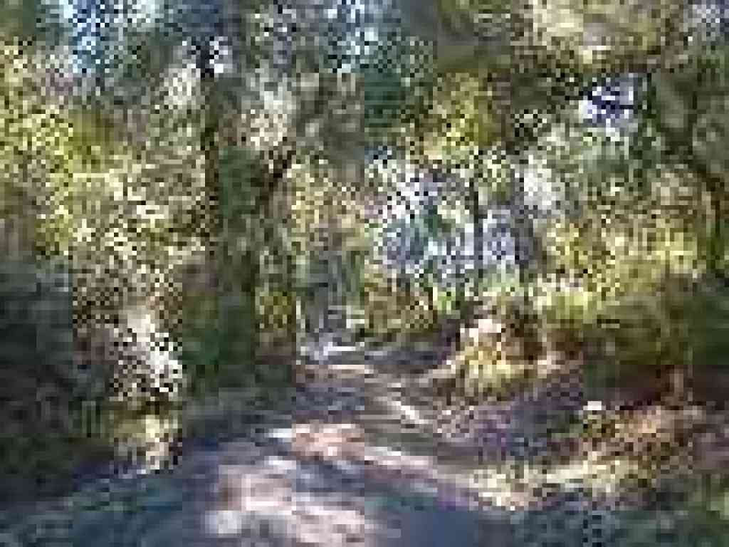 Sky Trail, shaded by oaks