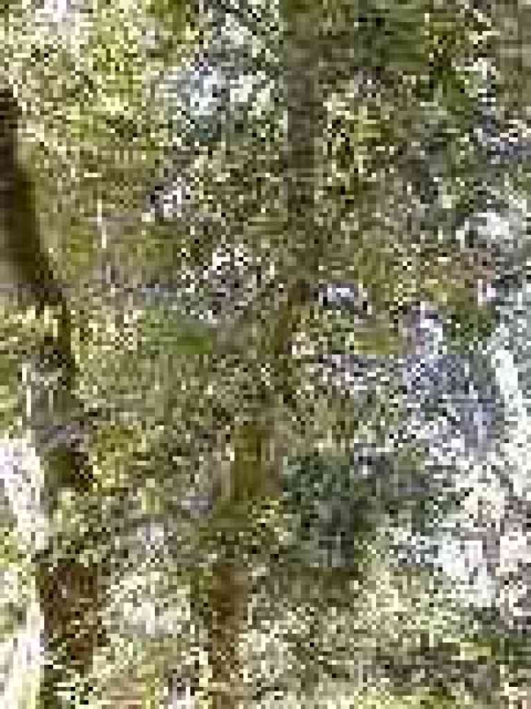 Tanoak
