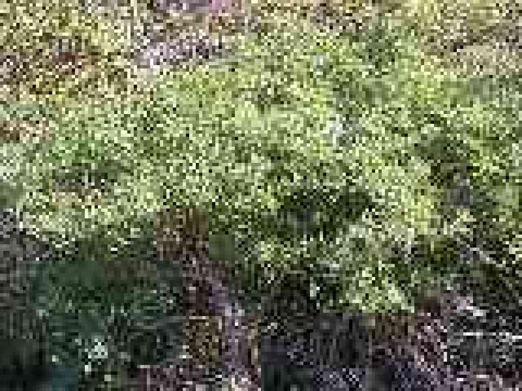 Lupine