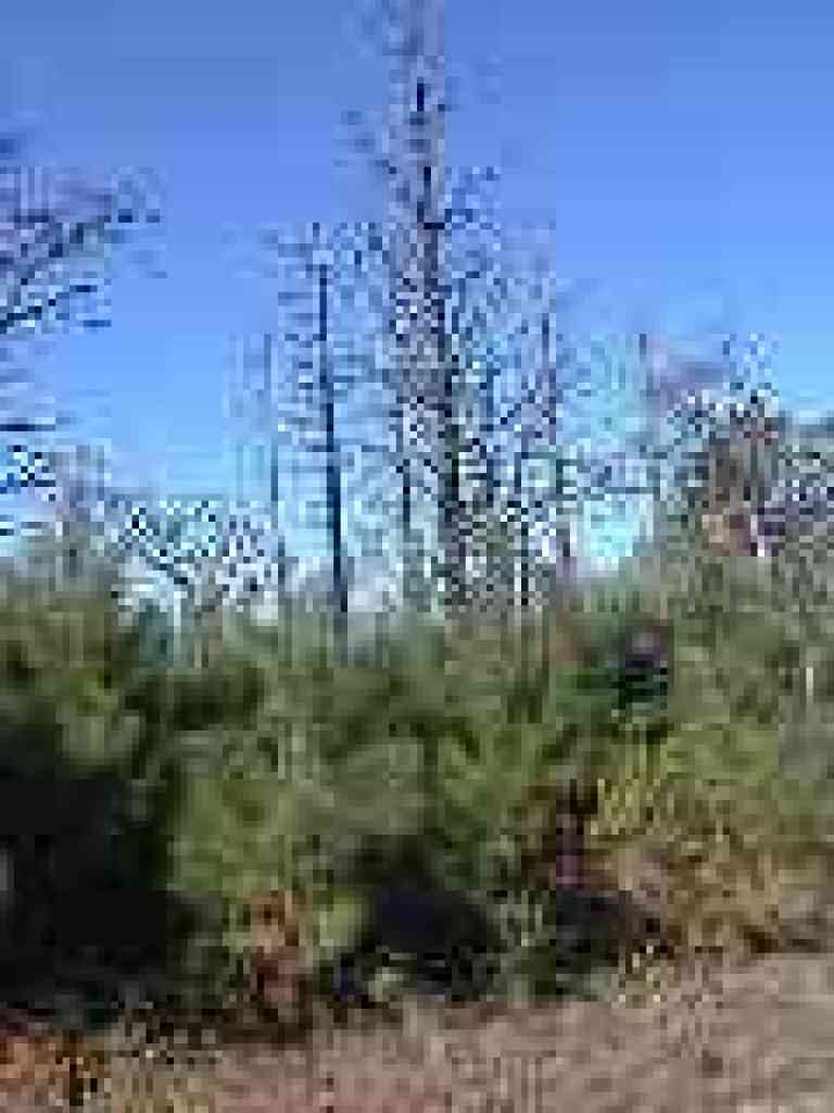 New growth bishop pines