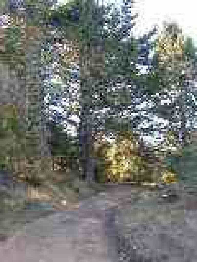Douglas fir