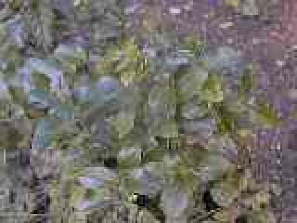 Salal