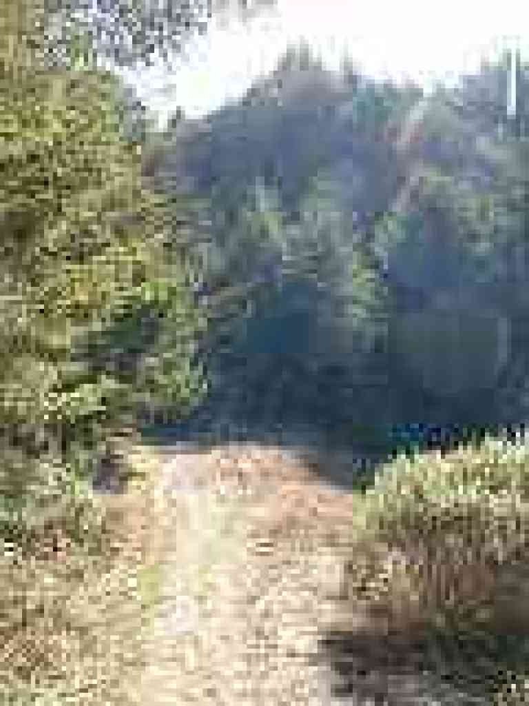 After a few steps, the trai levels out