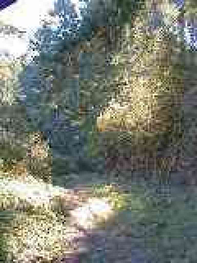 Horse Trail
