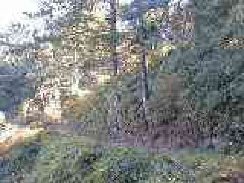 Beautiful piece of trail