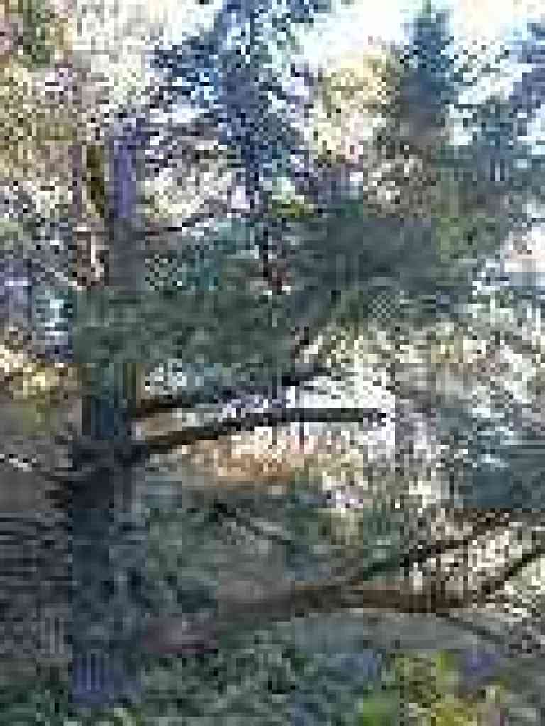 Old Douglas fir