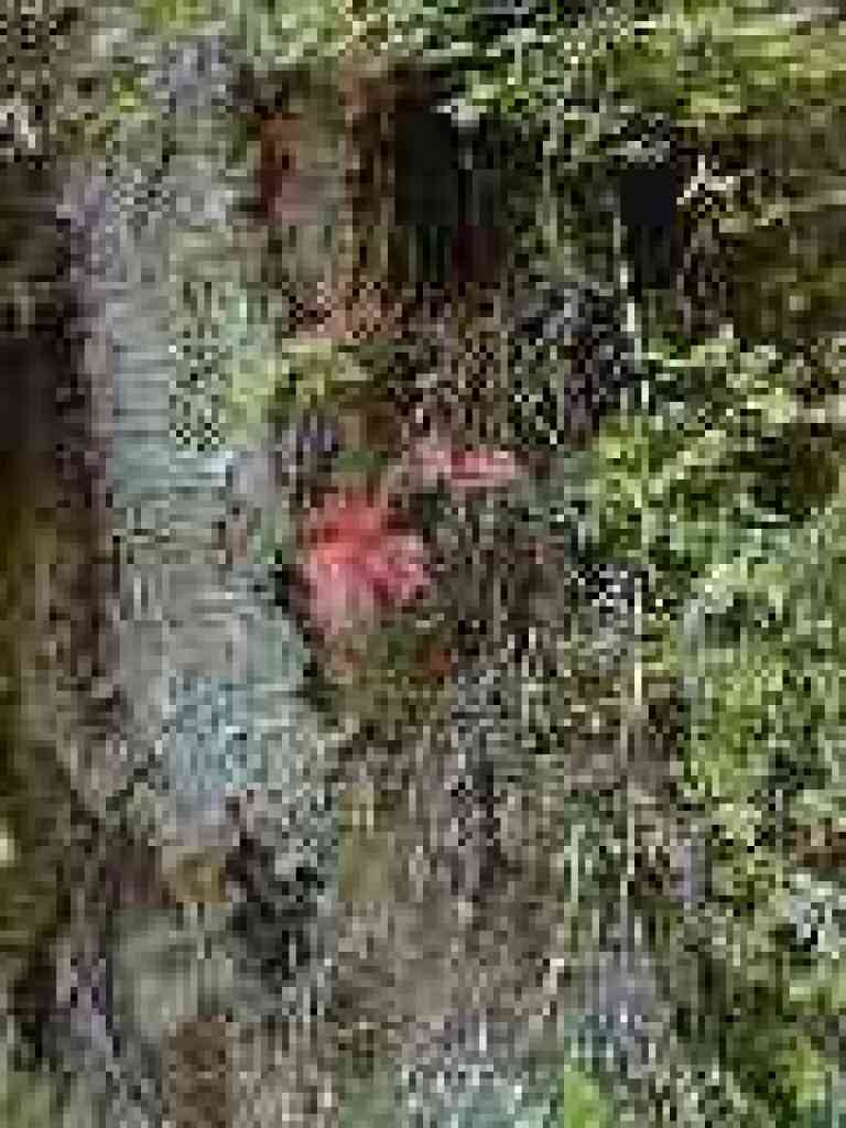 Poison oak