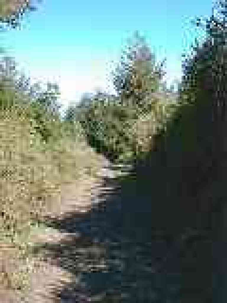 Chaparral