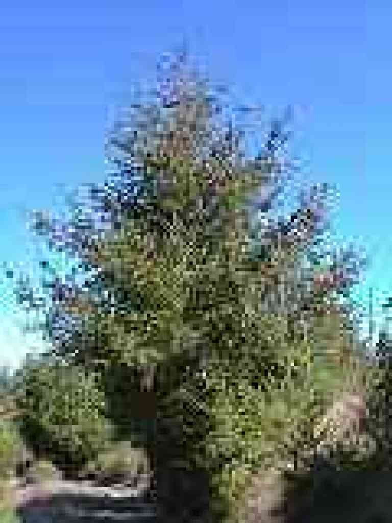Douglas fir