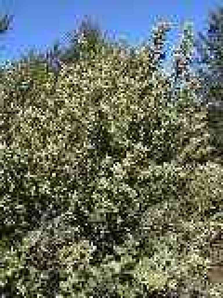 Coyote brush