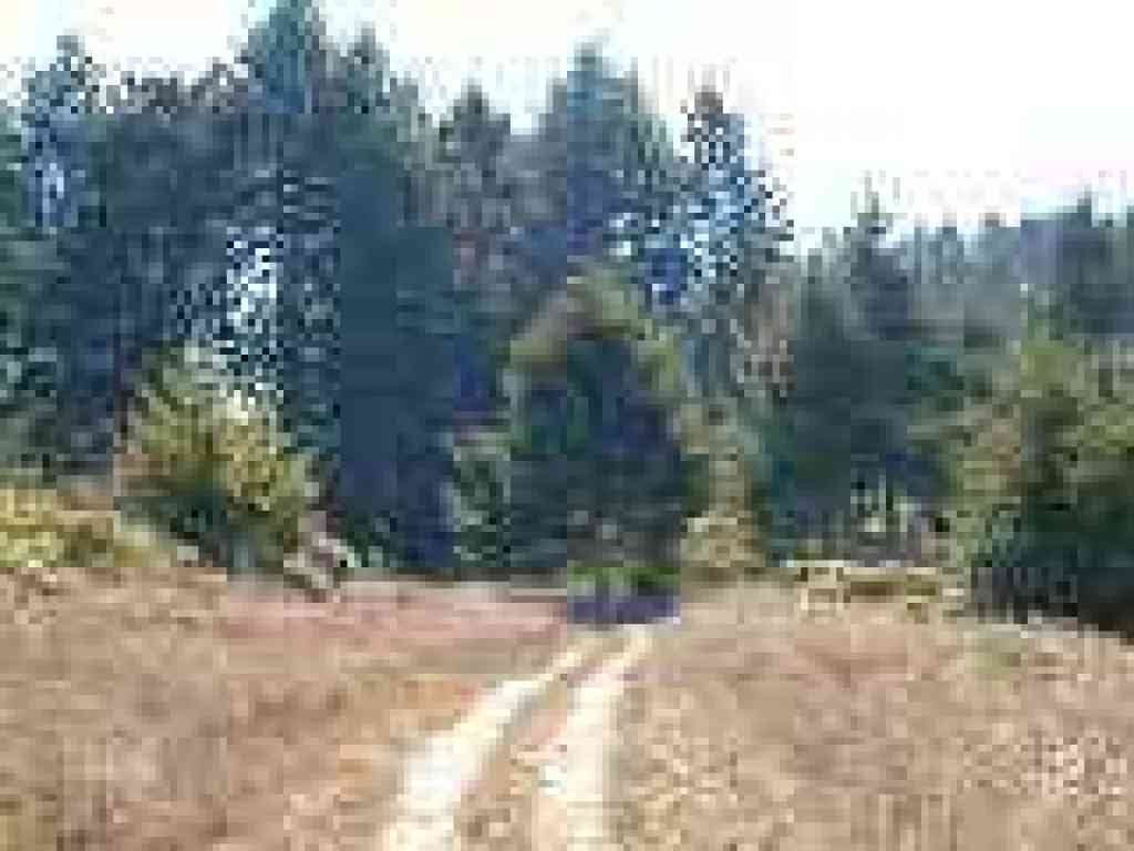 Trail heads into woods