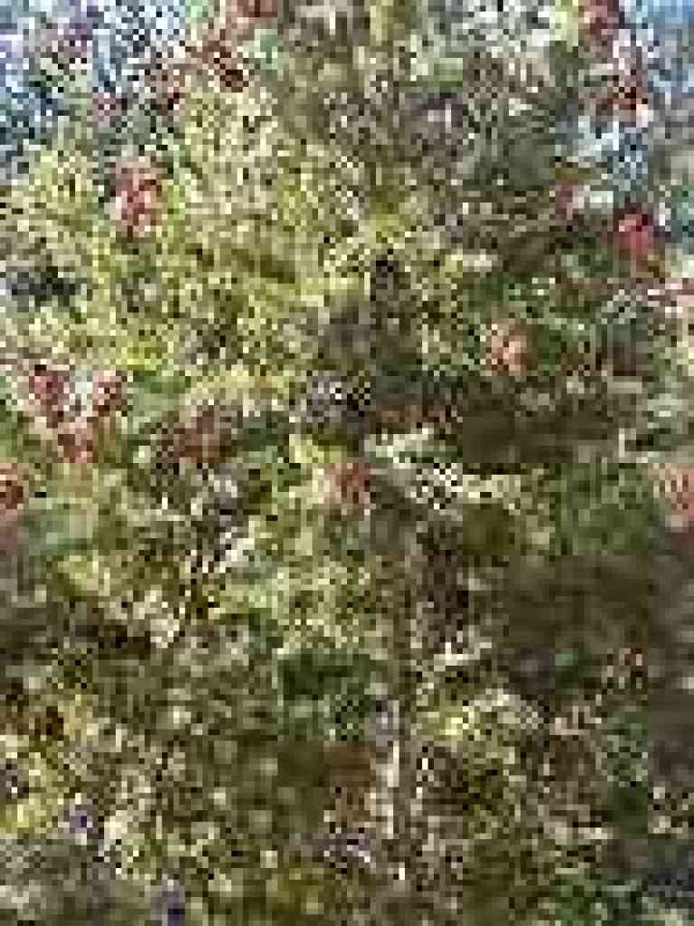 Douglas fir cones