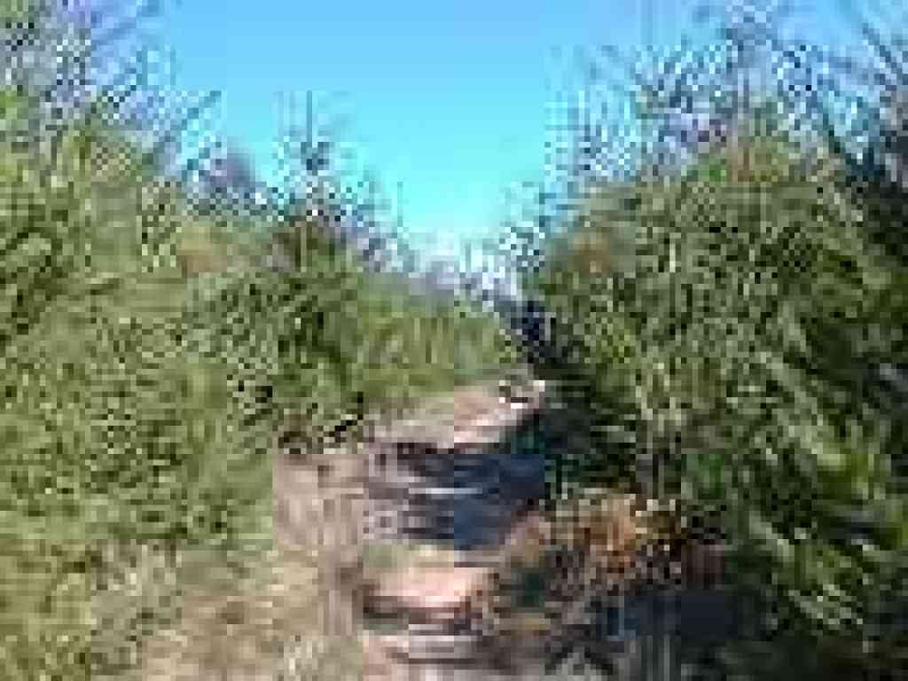 Path lined with Douglas fir