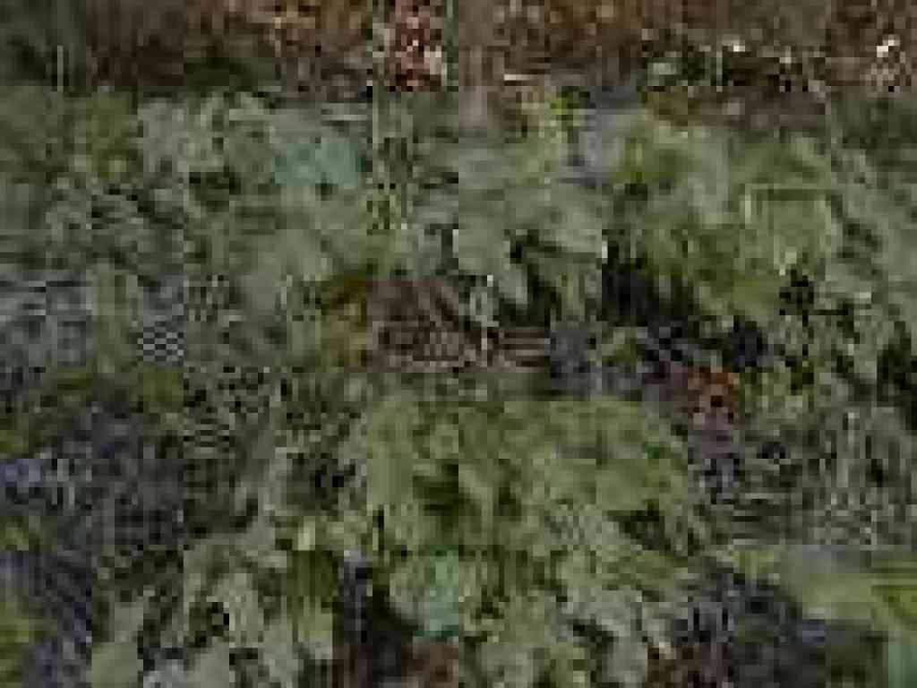 Hazelnut