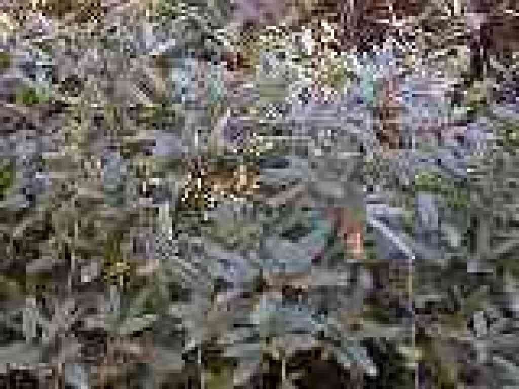 Coffeeberry