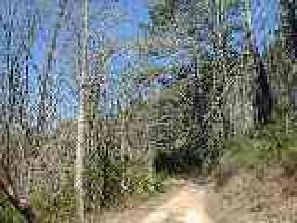 Trees burned in 1995 fire