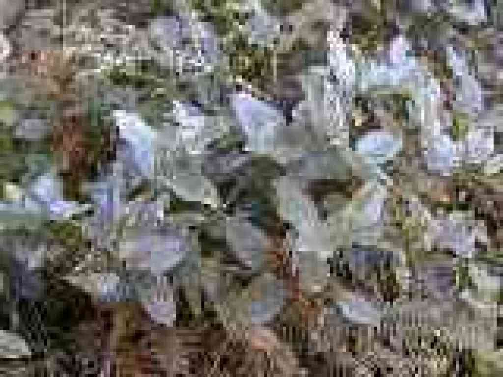 Salal