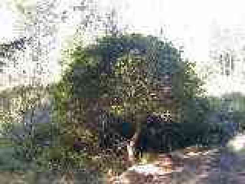 Coffeeberry