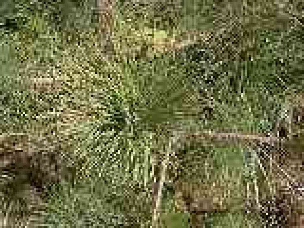 Bishop pine