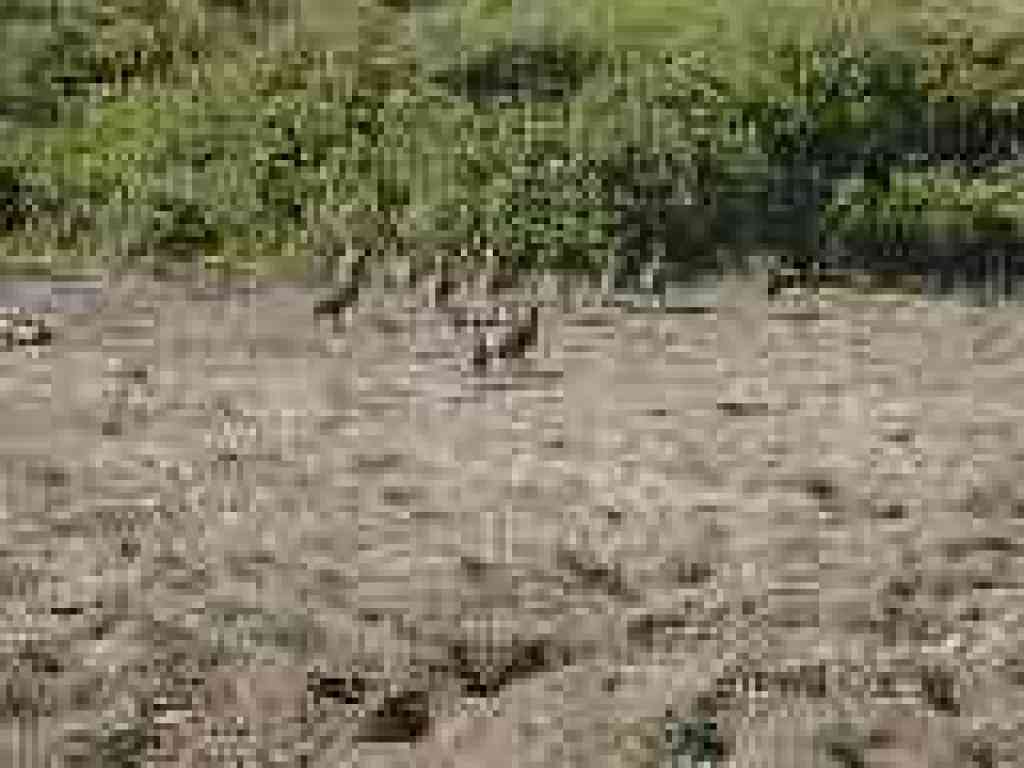 Quail