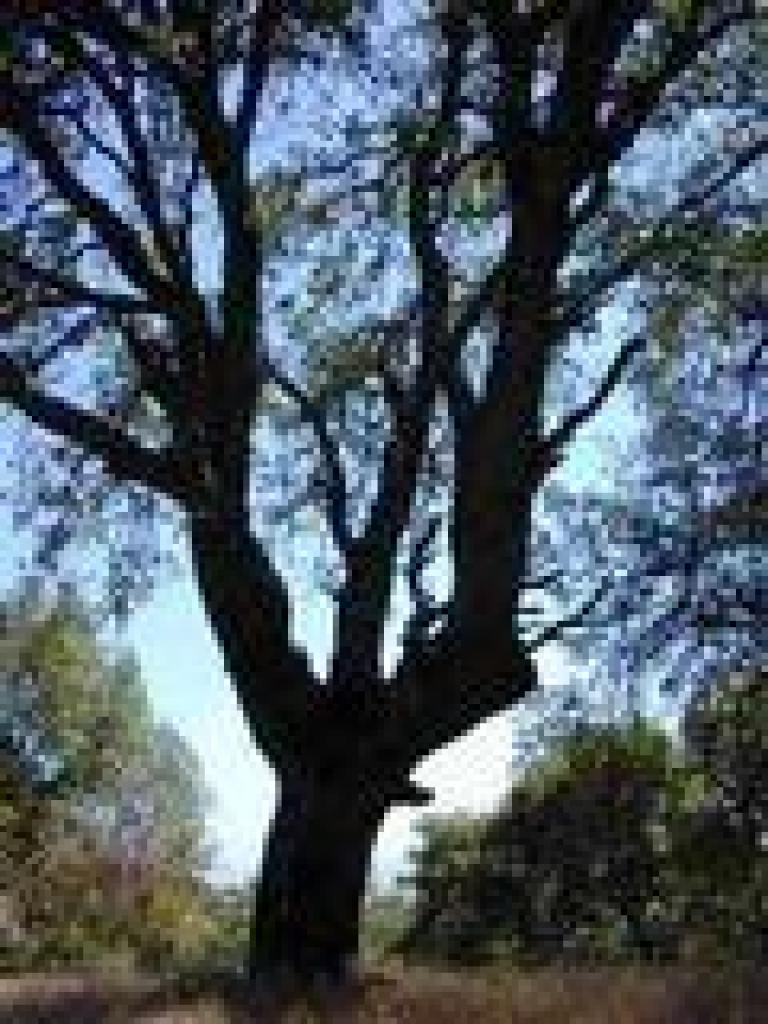 Blue oak