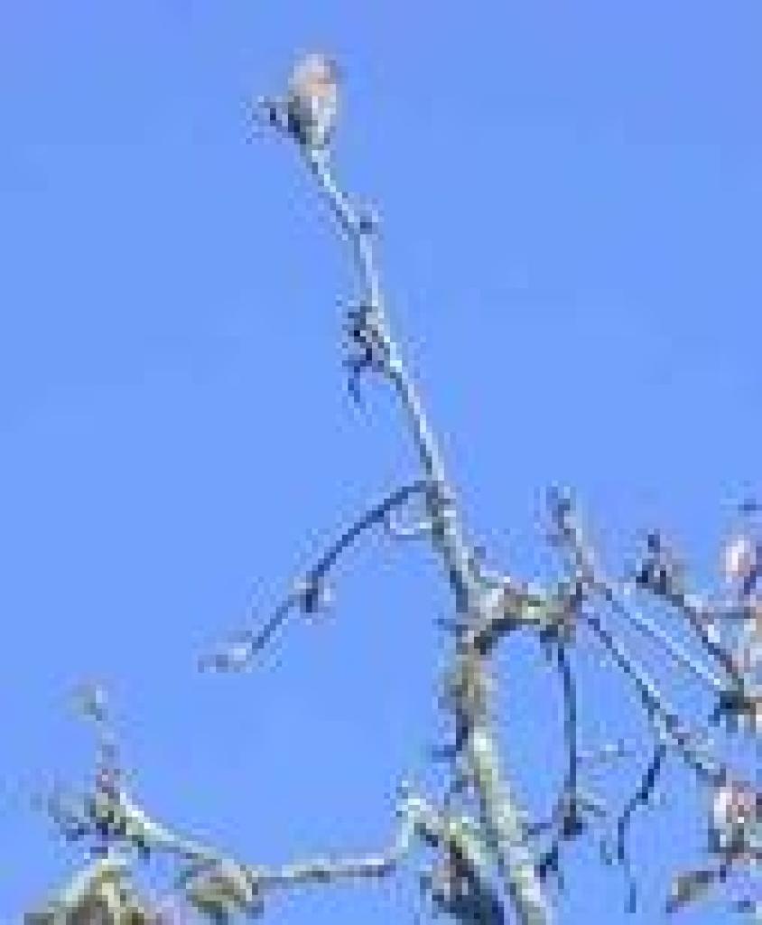 Bird on a pear tree