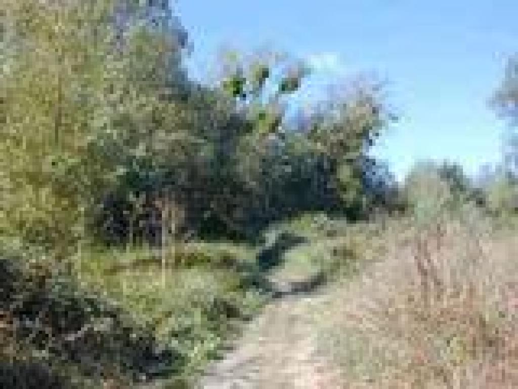 Trail through wetlands