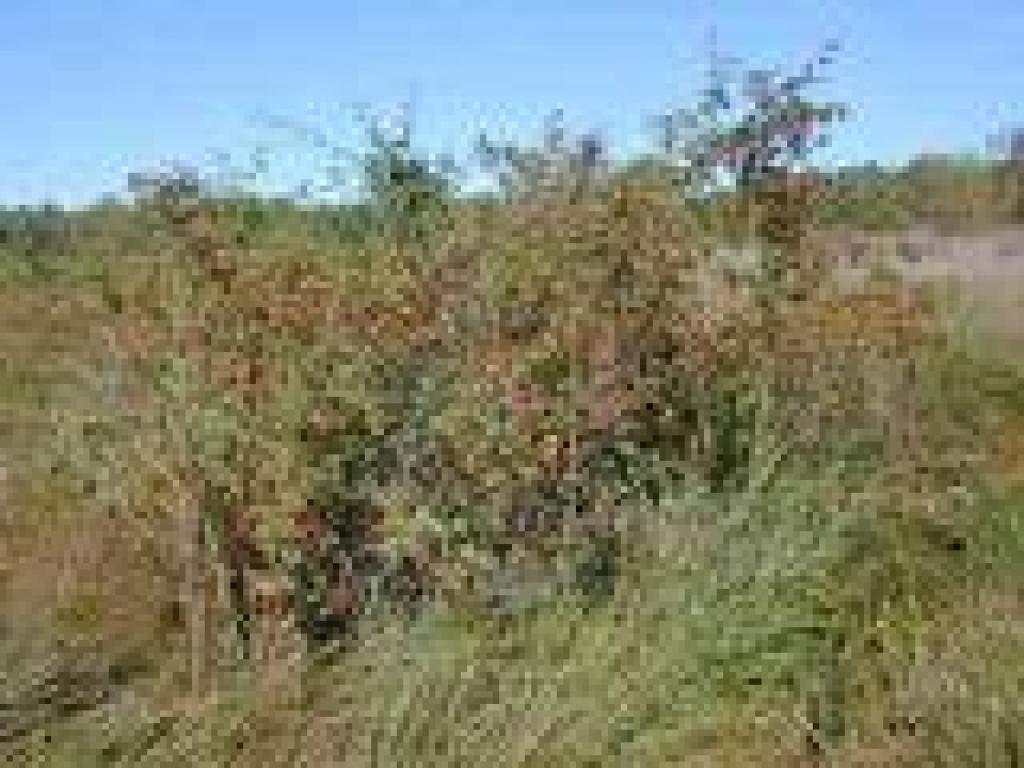 Rose bush