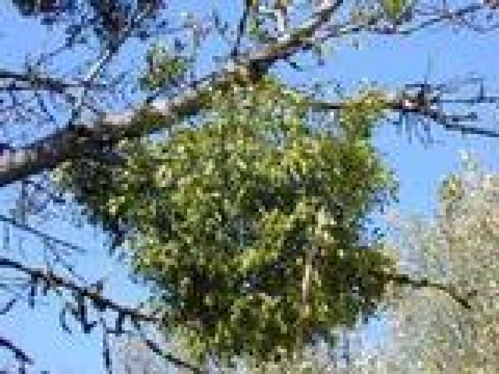 Mistletoe