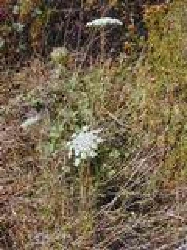 Wild carrot
