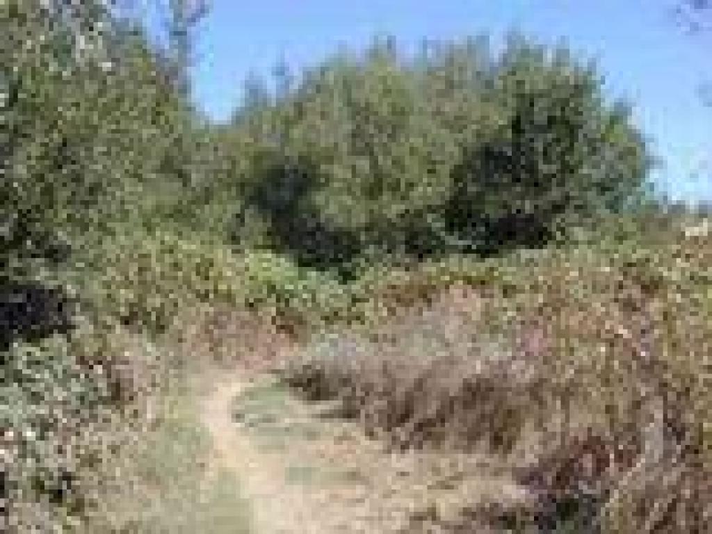 Blackberry brambles along the trail