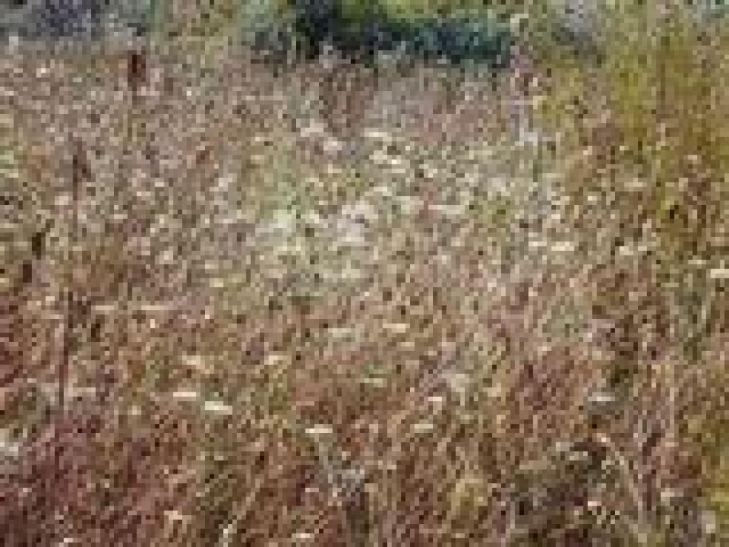 Wild carrot