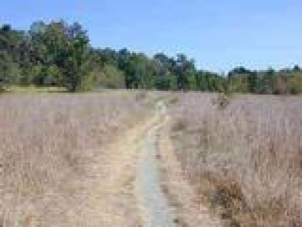 Beginning a transition to oak woodland