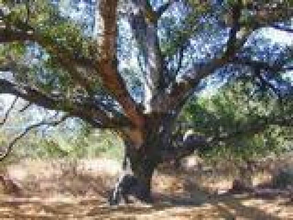 Coast live oak