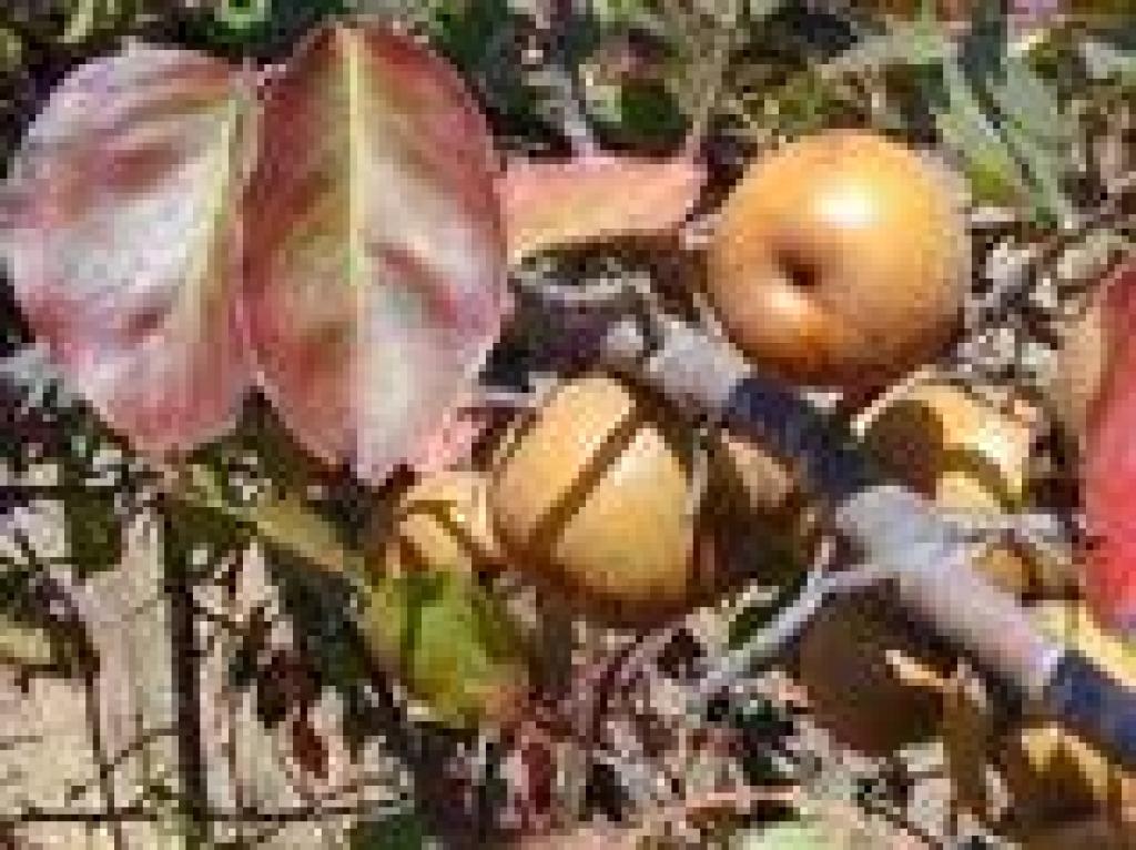 Asian pear