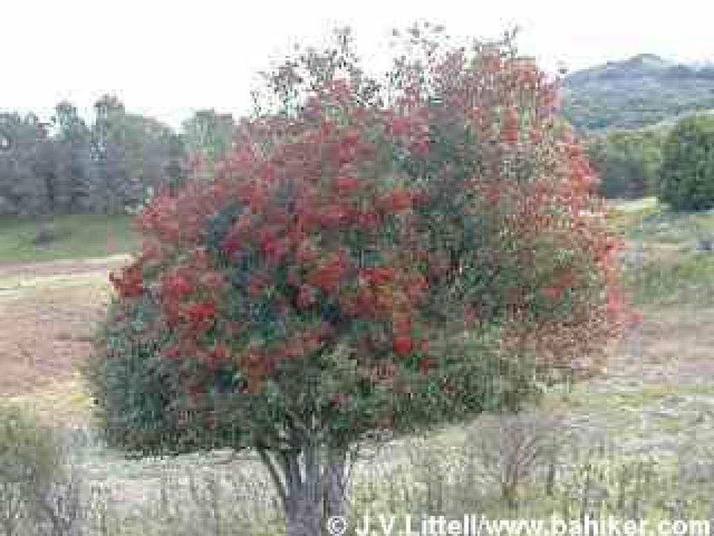 Toyon