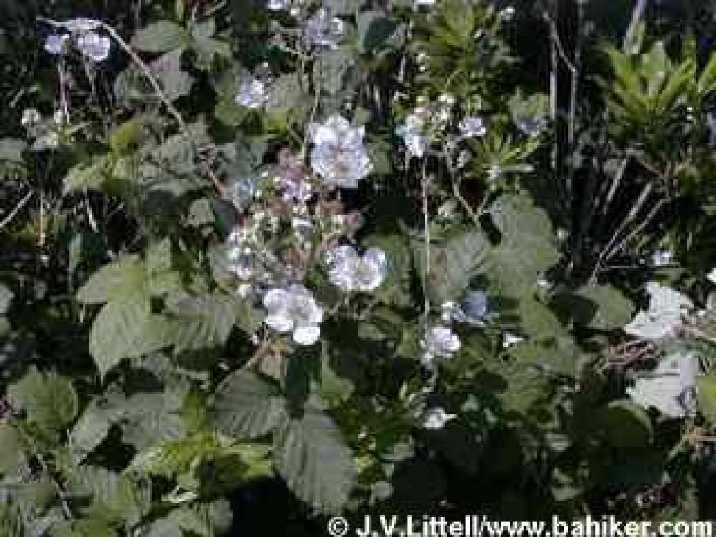Blackberry