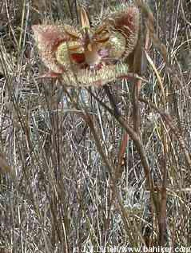 Tiburon mariposa lily