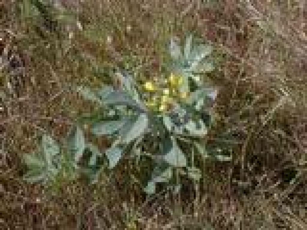 False lupine