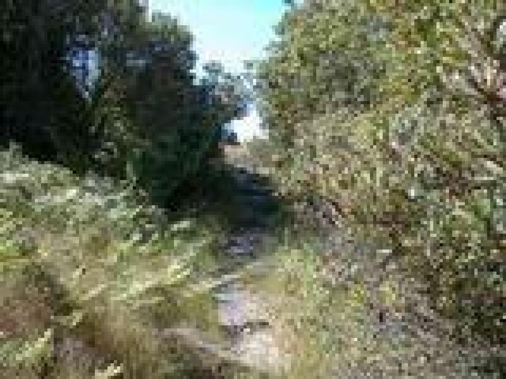 Roots tangle the trail