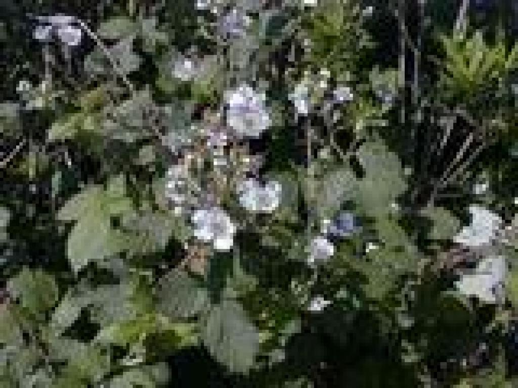 Blackberries